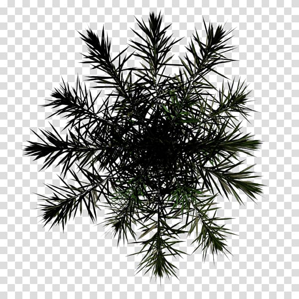 Asian palmyra palm Arecaceae Mental Illness Awareness Week Mental Health Awareness Month Mental disorder, others transparent background PNG clipart