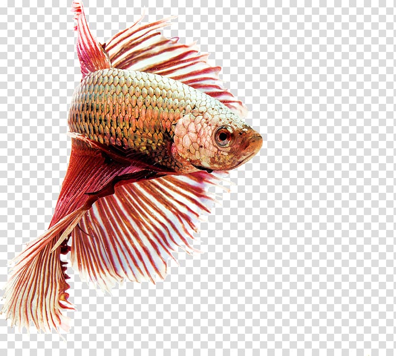 Siamese fighting fish Aquarium fish feed Fishkeeping, fish transparent background PNG clipart