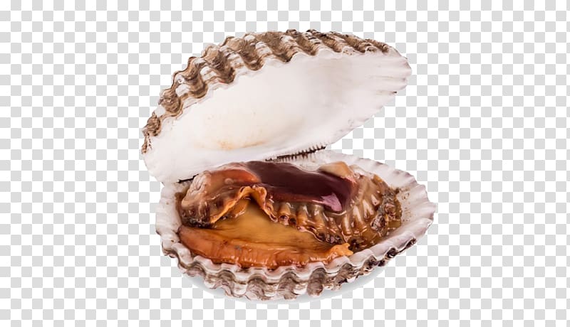 Great Scallop Seashell