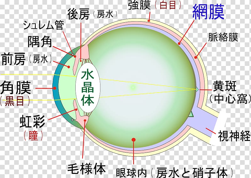 Eye visual impairment Macula of retina Lens Optic nerve, Eye transparent background PNG clipart