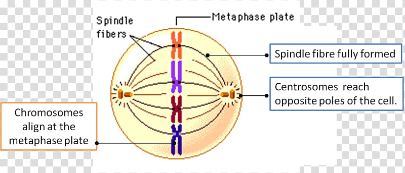 Cell cycle Interphase Spindle apparatus DNA, others transparent background PNG clipart
