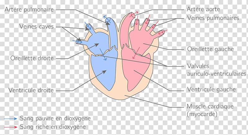 Circulatory system Heart Blood vessel Physiology, heart transparent background PNG clipart
