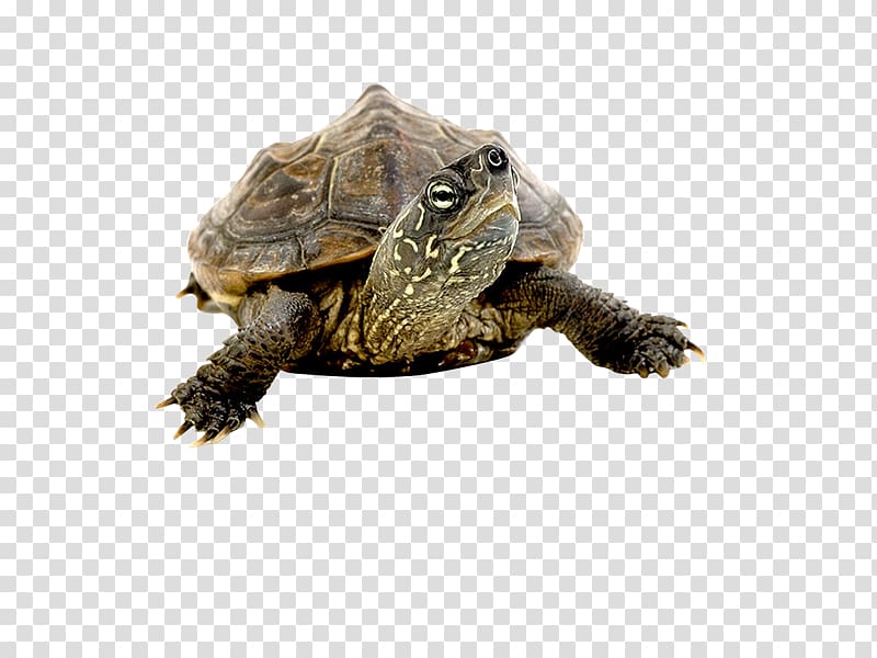 Box turtles Common snapping turtle Tortoise , Roleplaying transparent background PNG clipart