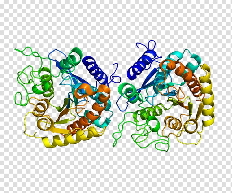Carboxypeptidase Protease Protein Enzyme Hydrolysis, others transparent background PNG clipart