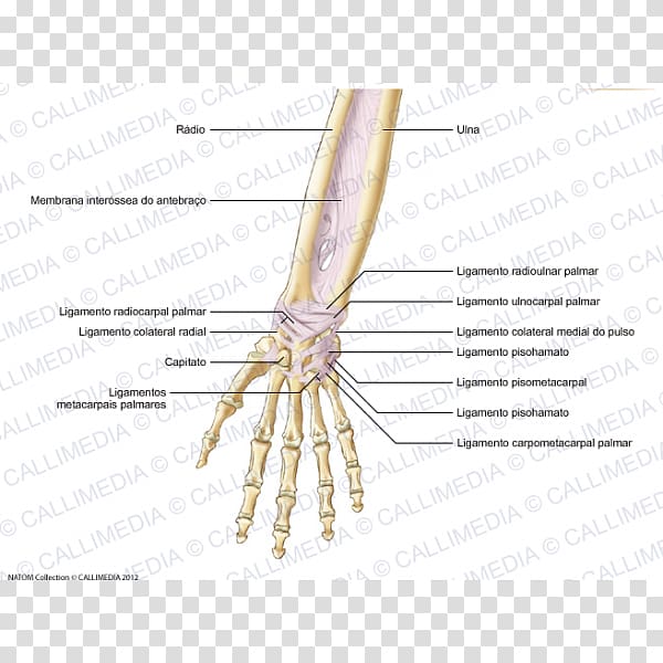 Finger Ligament Forearm Anatomy Tendon, Blitum Capitatum transparent background PNG clipart
