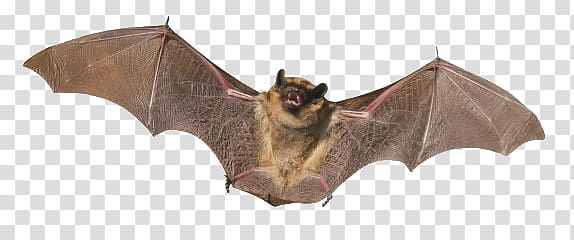 black bat illustration, Bat transparent background PNG clipart