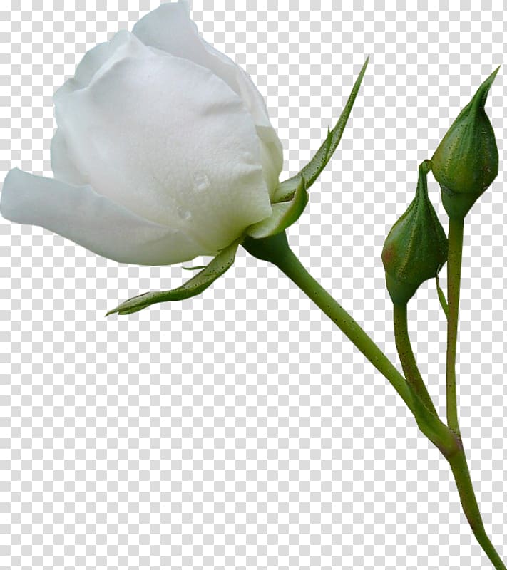 white rose flower, Beach rose Garden roses Flower, White roses transparent background PNG clipart