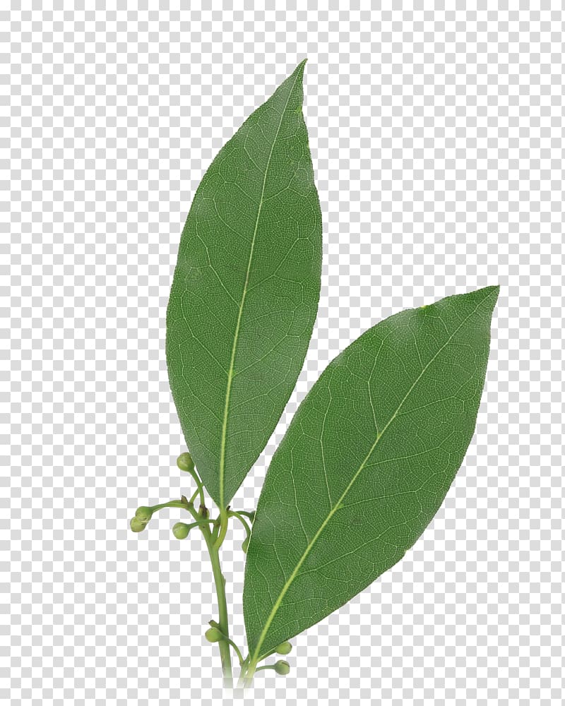 Bay leaf Herb Bay Laurel Food, garlic transparent background PNG clipart