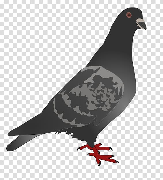 Homing pigeon English Carrier pigeon Columbidae Bird , peace pigeon transparent background PNG clipart