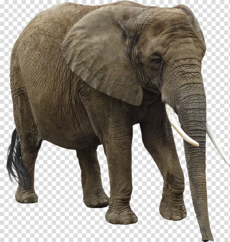 animal material,animals elephants transparent background PNG clipart