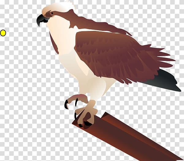 Bird Seahawk , giraffe cartoon transparent background PNG clipart