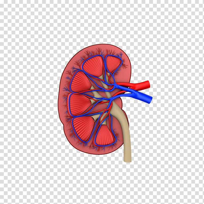 Chronic kidney disease-mineral and bone disorder Kidney failure, Organ cut model transparent background PNG clipart