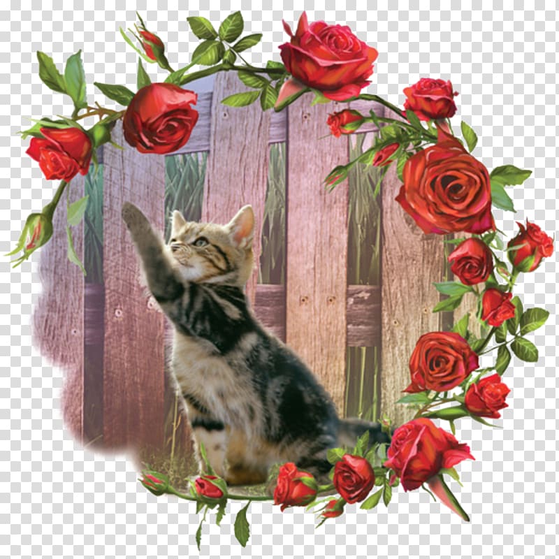 Kitten Cat Beach rose Whiskers, Rose caught little cat transparent background PNG clipart
