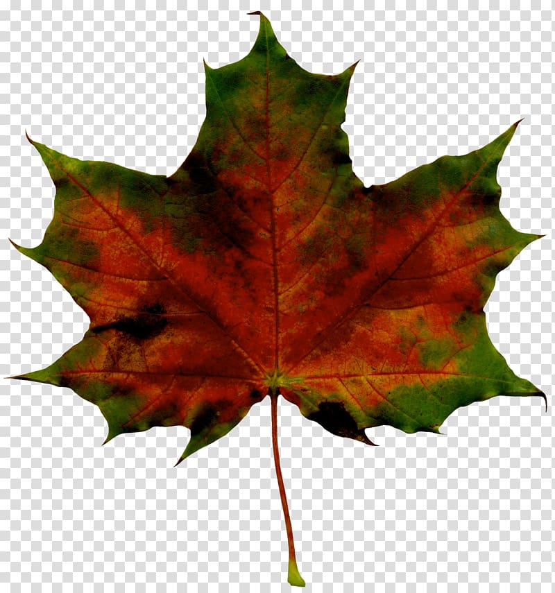 brown and green maple leaf, Mickey Mouse Autumn , Red Fall Leaf transparent background PNG clipart