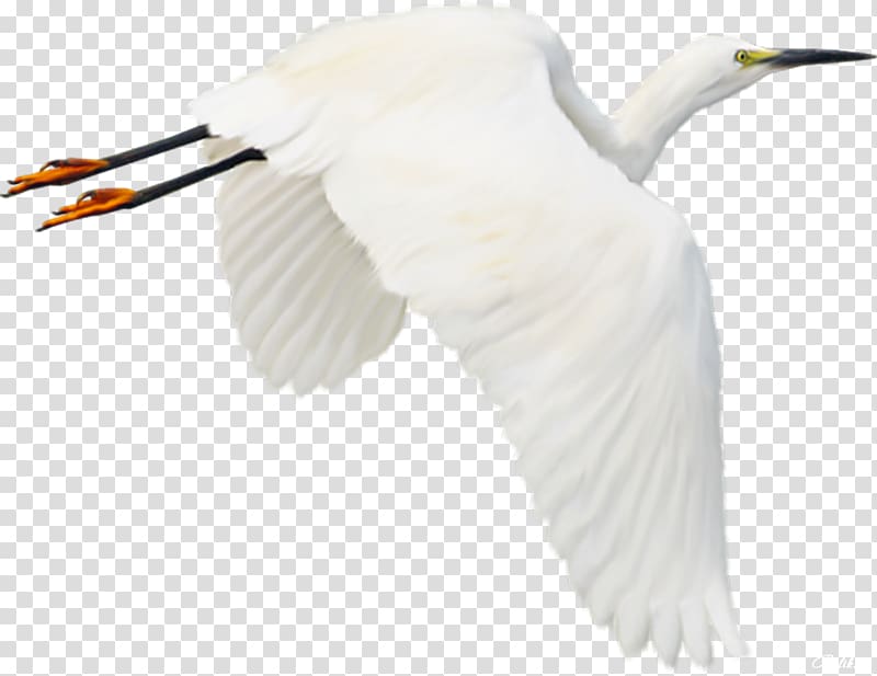 Bird Stork , Bird transparent background PNG clipart