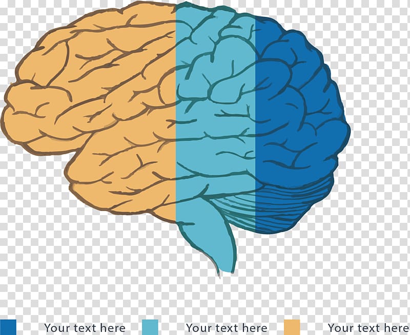 Cerebrum Illustration, Brain color classification label transparent ...