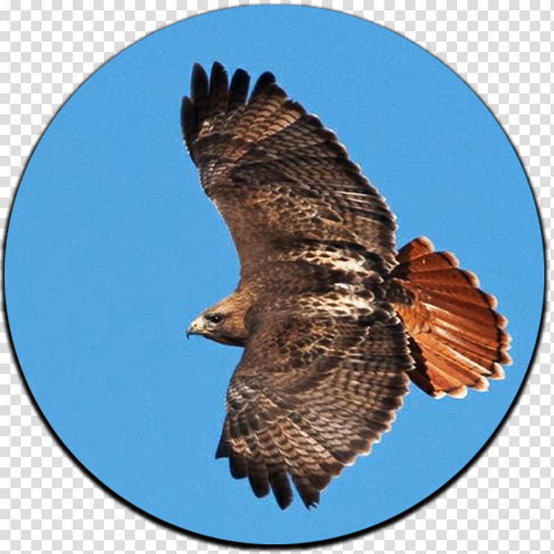 Hawk Bird Yellowstone National Park Bald Eagle, Bird transparent background PNG clipart