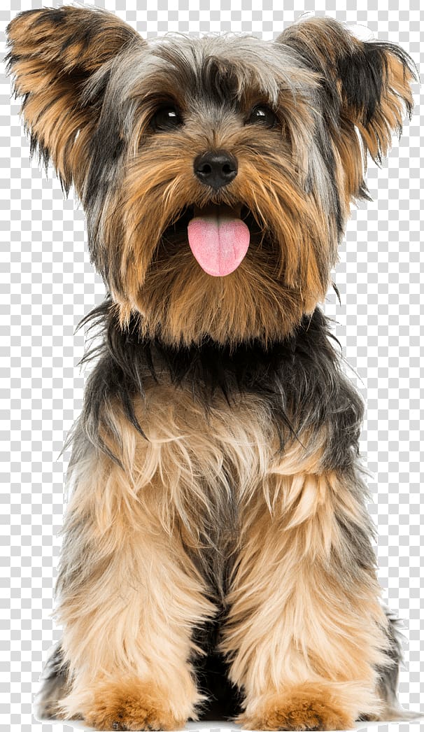 Yorkshire Terrier Boston Terrier Puppy Airedale Terrier American Staffordshire Terrier, yorkshire terrier transparent background PNG clipart