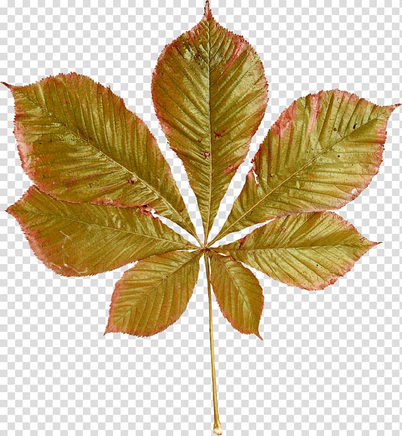 Leaf Chestnut Autumn , autumn transparent background PNG clipart