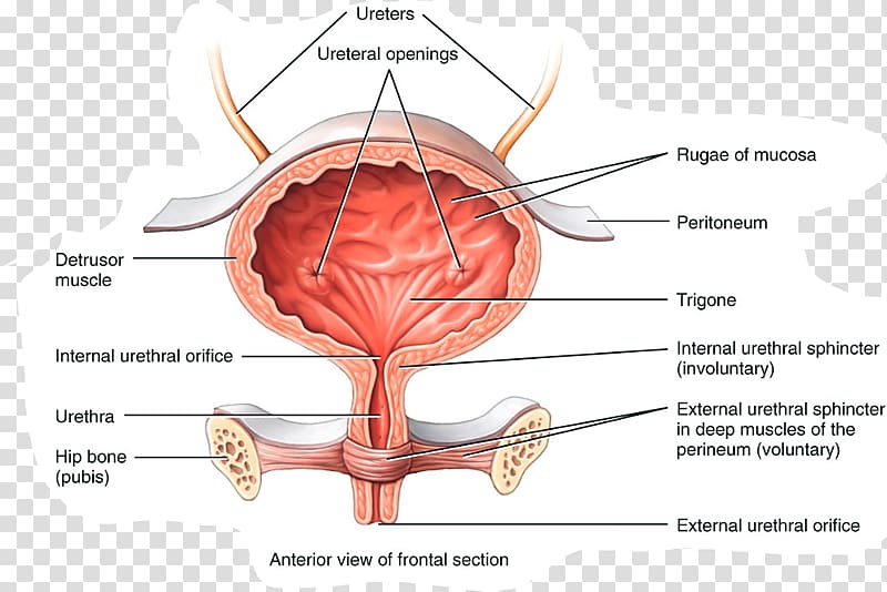 Urinary bladder Anatomy Excretory system Urine Autonomic nervous system, others transparent background PNG clipart