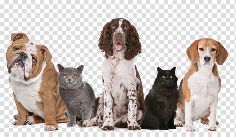 English bulldog, Russian blue cat, Welsh springer spaniel, Persian cat and beagle, Dog United Kingdom Pet sitting Cat, Dog transparent background PNG clipart