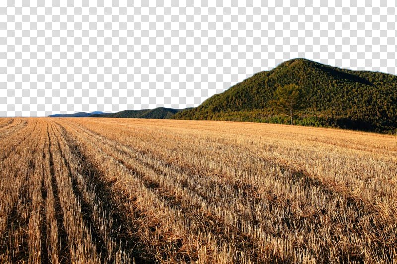 Fukei Garden Wheat, A golden wheat field landscape transparent background PNG clipart