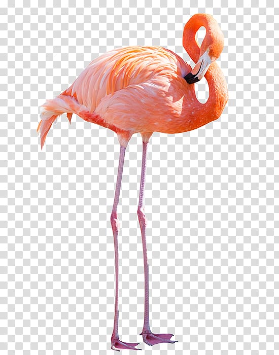 orange flamingo illustration, Greater flamingo American flamingo , flamingo transparent background PNG clipart