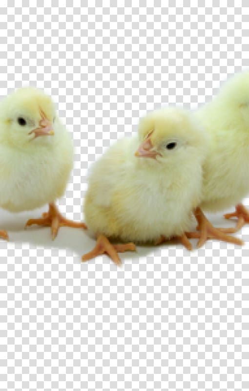 Leghorn chicken Hatchery Egg white Limited liability company, white leghorn hen transparent background PNG clipart