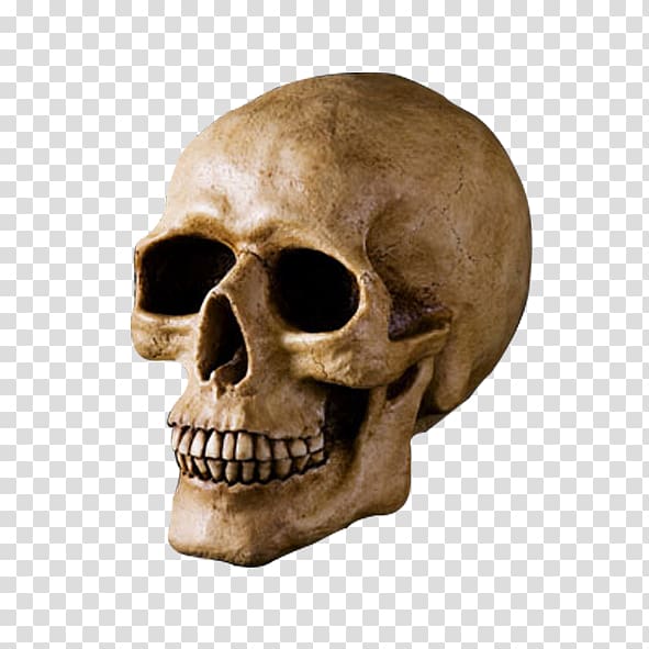 Skull u9ab7u9ac5 Bone Head, Skull transparent background PNG clipart