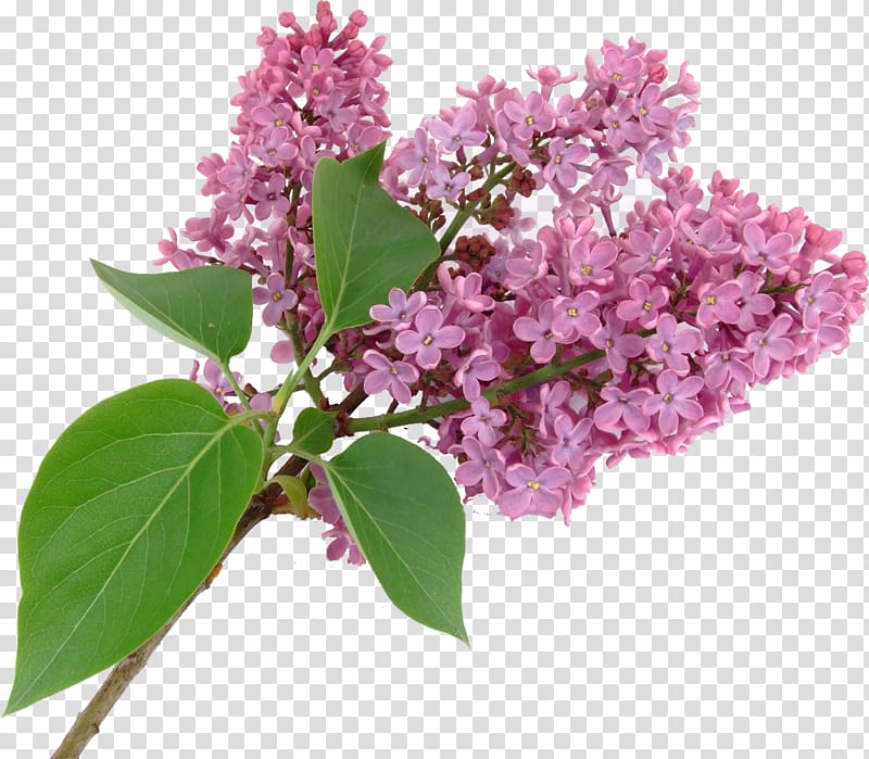 Lilac Syzygium aromaticum Purple Flower, lilac transparent background PNG clipart
