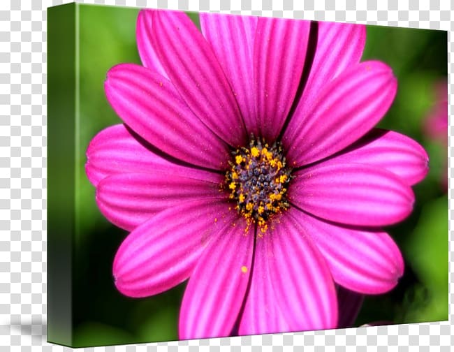 Garden Cosmos Close-up Chrysanthemum Wildflower, chrysanthemum transparent background PNG clipart