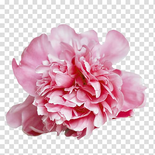 Carnation Cabbage rose Peony Cut flowers Petal, peony transparent background PNG clipart