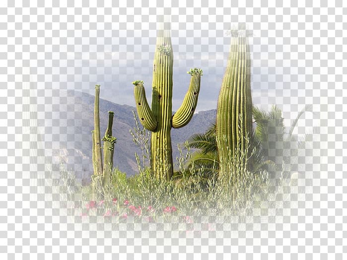 Saguaro Sonoran Desert Cactaceae Tucson, desert transparent background PNG clipart