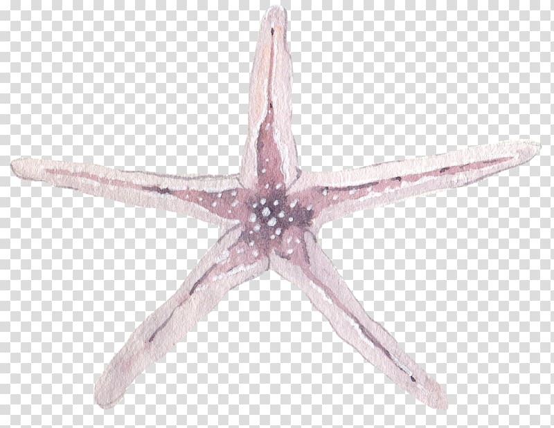 Starfish Purple Pisaster ochraceus, Light purple starfish transparent background PNG clipart