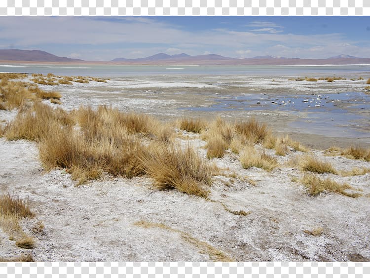 Tundra Steppe Ecoregion Shrubland Inlet, others transparent background PNG clipart