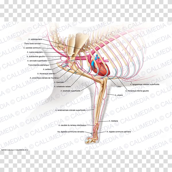 Muscle Human musculoskeletal system Arm Cat anatomy, arm transparent background PNG clipart