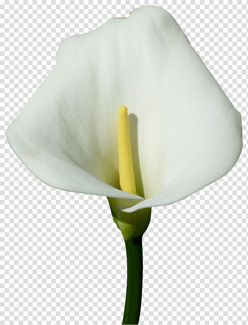 Arum-lily Flower Digital , бамбук transparent background PNG clipart