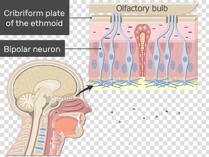 Nose Bipolar neuron Anatomy Olfactory receptor neuron, nose transparent background PNG clipart