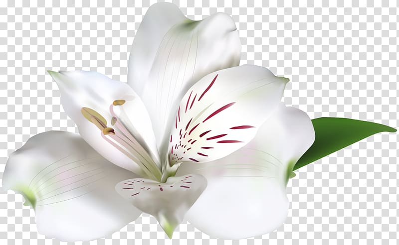 White Rose Amaryllis belladonna , White Alstroemeria transparent background PNG clipart