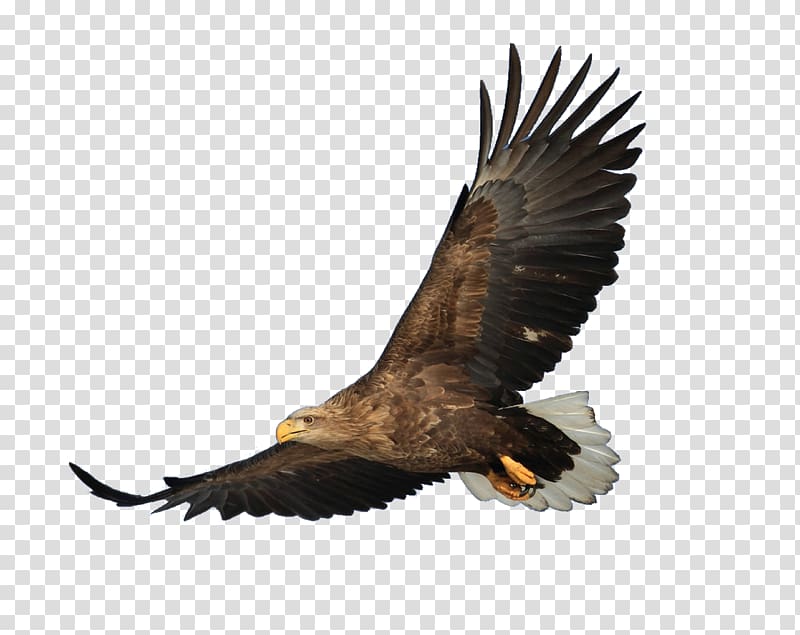 hawk , Bald Eagle Bird Hawk, Eagle transparent background PNG clipart