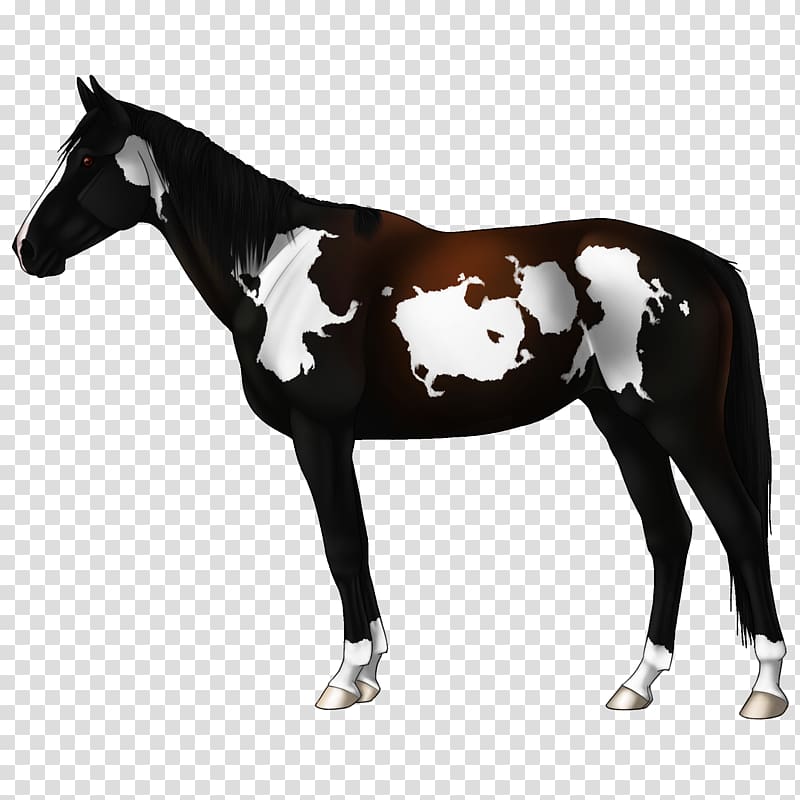 Mustang Appaloosa Mare Stallion Arabian horse, flea market transparent background PNG clipart