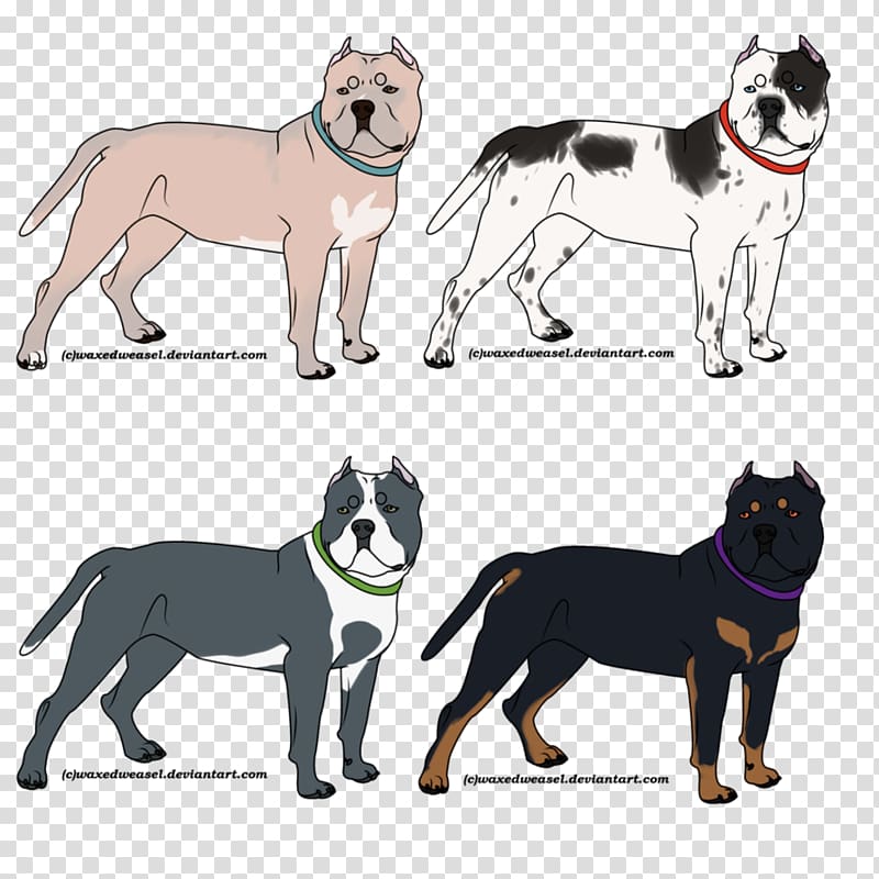 Dog breed American Bully American Pit Bull Terrier Siberian Husky, american bully transparent background PNG clipart