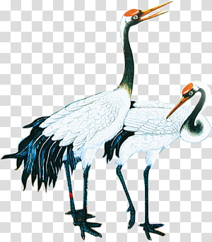 playing with two red-crowned crane transparent background PNG clipart thumbnail