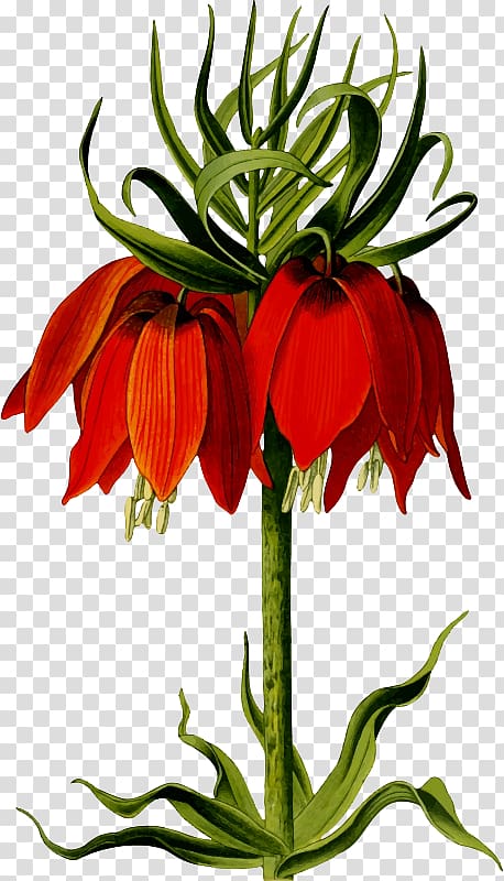 Fritillaria imperialis Floral design Flower Computer Icons , flower transparent background PNG clipart