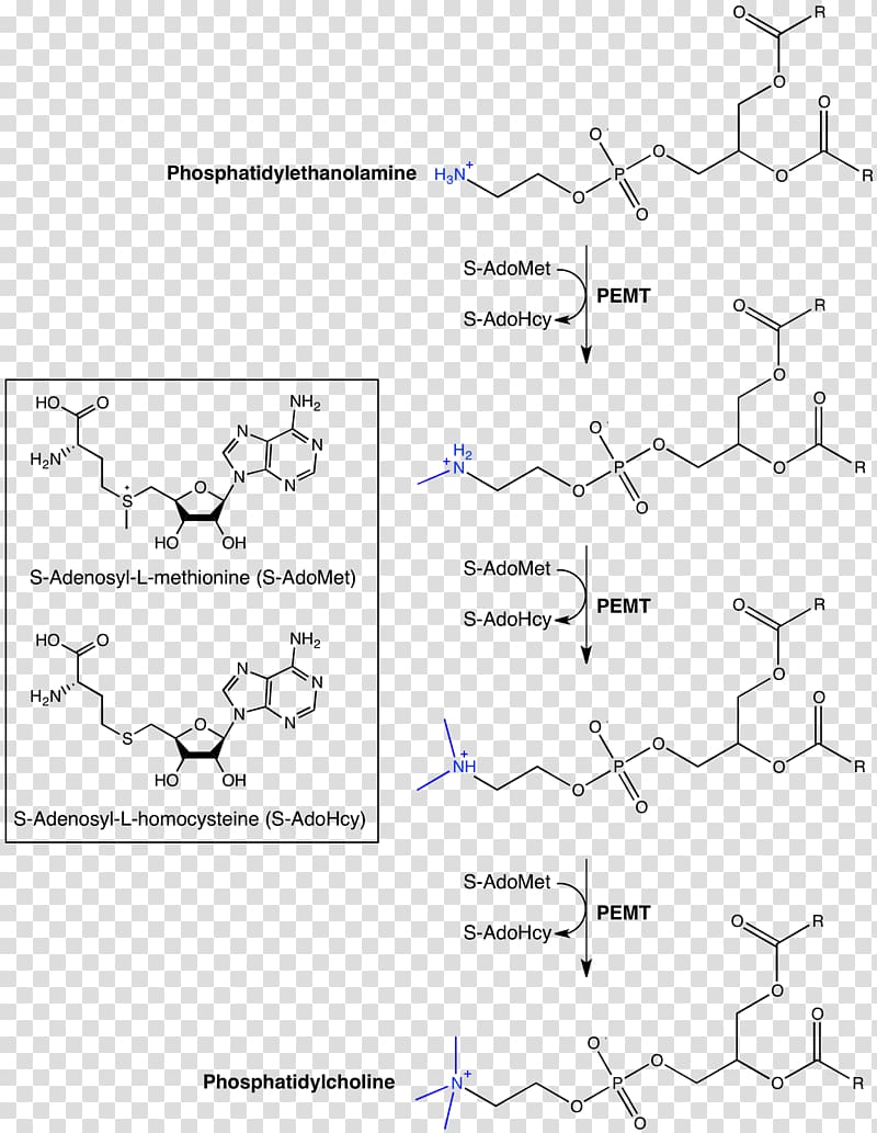 Phosphatidylethanolamine N-methyltransferase Phosphatidylcholine, others transparent background PNG clipart