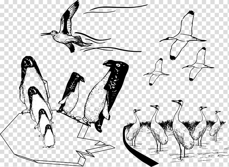 Bird Penguin Common ostrich Drawing , many birds flying together transparent background PNG clipart
