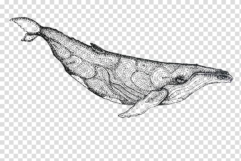 Dolphin Whale Porpoise Drawing, painted whale transparent background PNG clipart