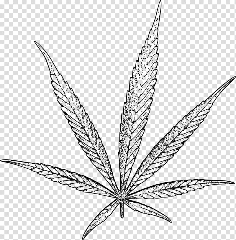 Hash, Marihuana & Hemp Museum Cannabidiol Medical cannabis, Hemp plant transparent background PNG clipart