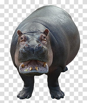 Hippo png images