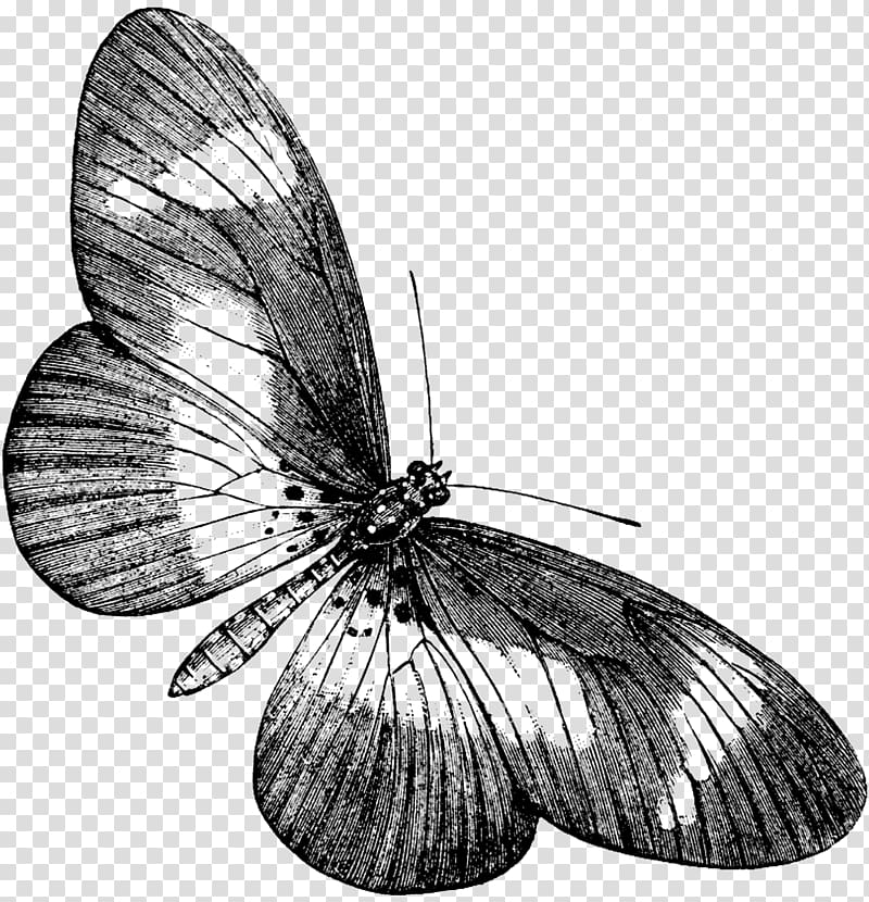 Brush-footed butterflies Butterfly Pieridae Moth Insect, butterfly transparent background PNG clipart